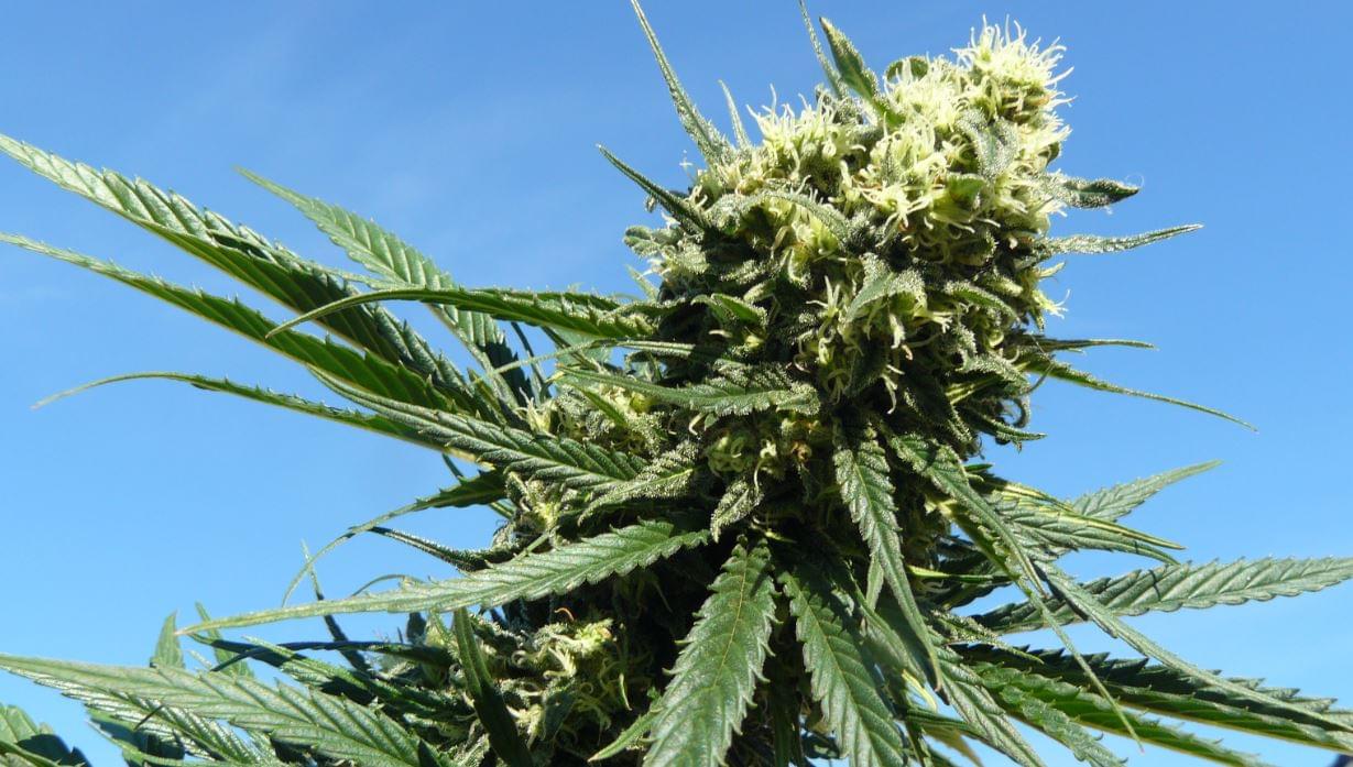 Northern Lights A classic cannabis strain RQS Blog